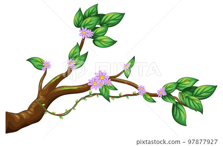 Tree branch isolated on white background Tree branch isolated on white background 97877927
