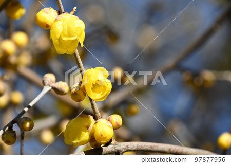 Rowbai (wax plum) 97877956