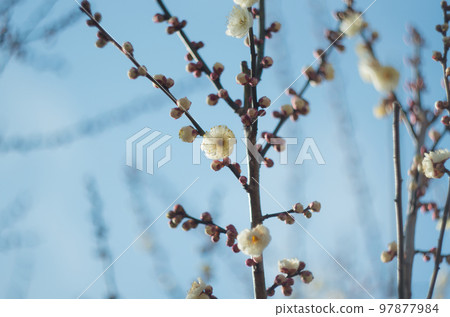 The Nazawa Plum Festival I want to shoot with an old lens 97877984