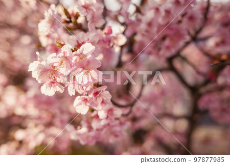 Kawazu cherry blossoms spring material [Kanagawa Prefecture] 97877985