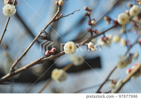 我想用舊鏡頭拍攝的那澤梅花節 97877986