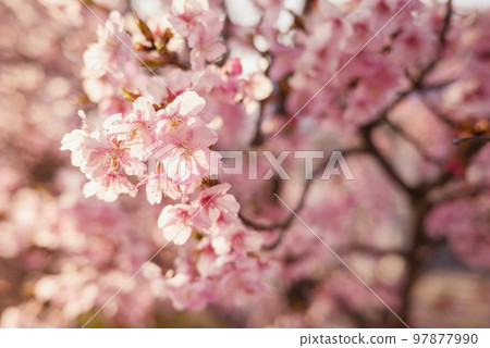 河津櫻花春天材料[神奈川縣] 97877990