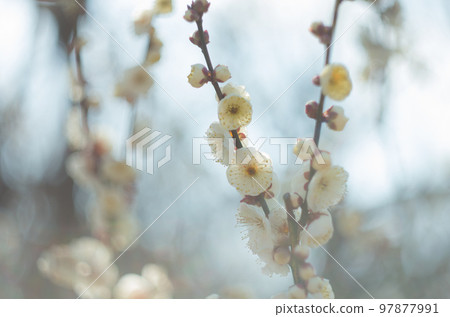 我想用舊鏡頭拍攝的那澤梅花節 97877991