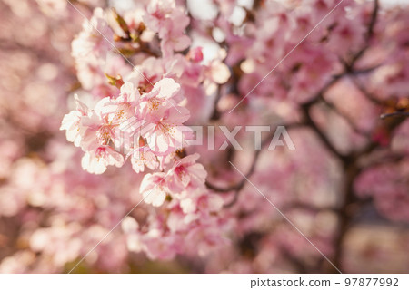 河津櫻花春天材料[神奈川縣] 97877992