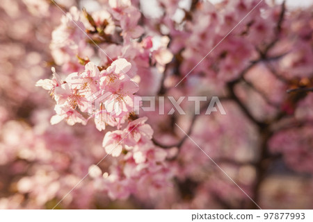 河津櫻花春天材料[神奈川縣] 97877993