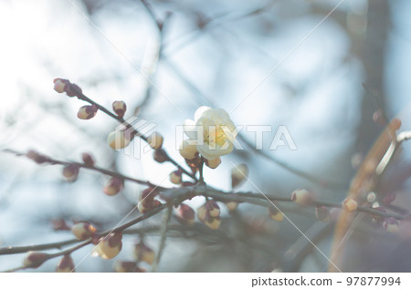 我想用舊鏡頭拍攝的那澤梅花節 97877994