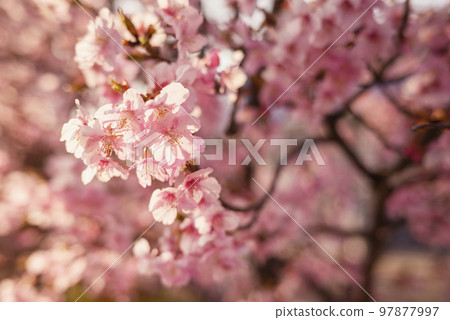 Kawazu cherry blossoms spring material [Kanagawa Prefecture] 97877997