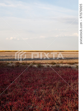 Coastal landscape. Glasswort in the foreground. Coastal landscape. Glasswort in the foreground. 97878005