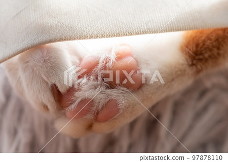 可愛的貓爪子 97878110