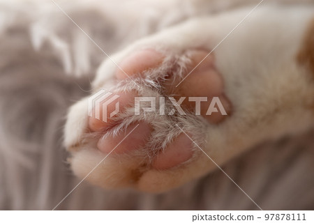 可愛的貓爪子 97878111