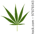 Cannabis leaf, marijuana leaves for use in cooking and has medicinal properties isolated on white background 97878343