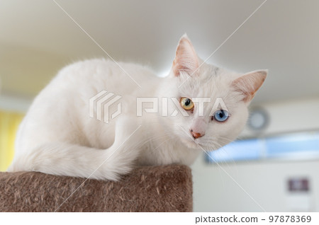 我們的奇眼白貓 我們的奇眼白貓 97878369