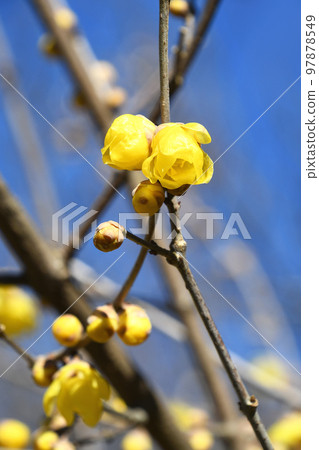 Rowbai（蠟梅） 97878549