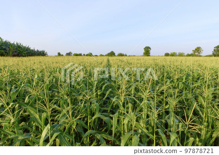 Field of corn on a farm on a summer 97878721