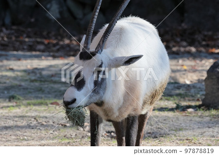 阿拉伯Orix 97878819