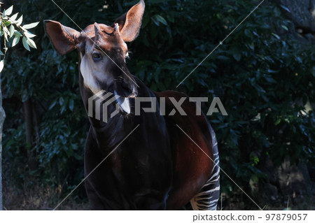 Okapi 97879057