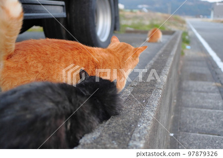 what is he doing cat version what is he doing cat version 97879326
