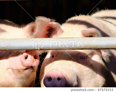 pig	 97879333