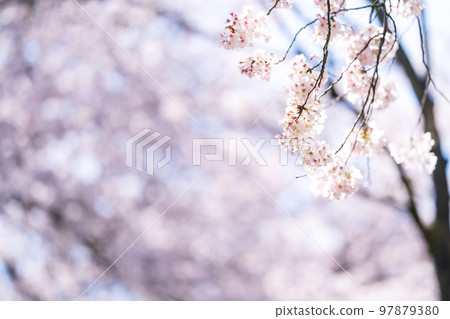 cherry blossom, cherry tree, bloom 97879380