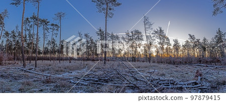 Image of winter forest covered with ice in the morning at sunrise 97879415