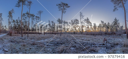 Image of winter forest covered with ice in the morning at sunrise 97879416