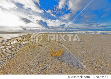 Picture of a stranded jellyfish on a winter beach 97879445