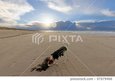 Dog on a North Sea beach near Vejers in Denmark at sunset 97879466
