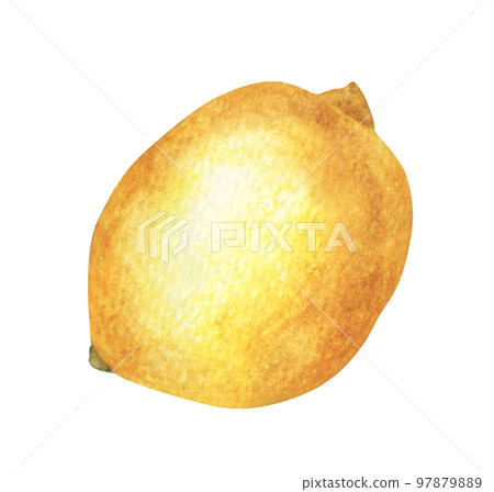 Fresh lemon. Watercolor illustration. 97879889