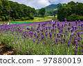 群馬縣沼田市盛開的薰衣草田 97880019