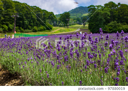 Lavender field in full bloom @ Numata City, Gunma Prefecture Lavender field in full bloom @ Numata City, Gunma Prefecture 97880019