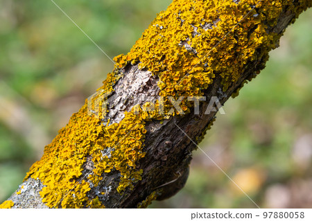 Orange lichen, Xanthoria parietina, growing on tree bark 97880058