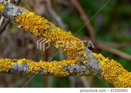 Orange lichen, Xanthoria parietina, growing on tree bark Orange lichen, Xanthoria parietina, growing on tree bark 97880065