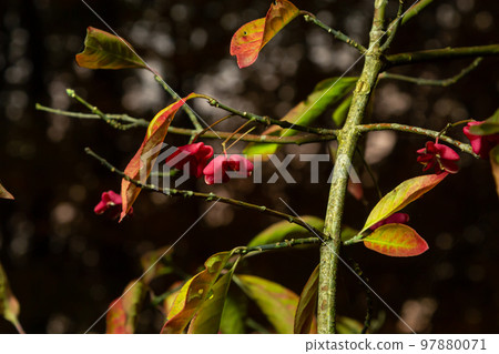 Euonymus europaeus - Spindle shrub also European spindle tree. Shrubs with grey-brown bark, blunt branches, lanceolate and serrate foliage, fruits with purplish-pink to carmine capsule Euonymus europaeus - Spindle shrub also European spindle tree. Shrubs with grey-brown bark, blunt branches, lanceolate and serrate foliage, fruits with purplish-pink to carmine capsule 97880071