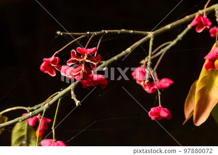 Euonymus europaeus european common spindle capsular ripening autumn fruits, red to purple or pink colors with orange seeds, autumnal colorful leaves. Close up photo 97880072