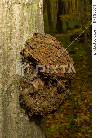Deformed trunk of a thick old tree with painful growths on a blurred background Deformed trunk of a thick old tree with painful growths on a blurred background 97880074