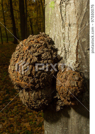 The form of plant disease on the trunk. This proliferation on the main stem has been growing for several years The form of plant disease on the trunk. This proliferation on the main stem has been growing for several years 97880076