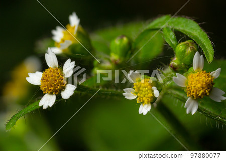 close-up photo Galinsoga quadriradiata is a species of flowering plant in the family Asteraceae which is known by several common names, including shaggy soldier,Peruvian daisy, hairy galinsoga close-up photo Galinsoga quadriradiata is a species of flowering plant in the family Asteraceae which is known by several common names, including shaggy soldier,Peruvian daisy, hairy galinsoga 97880077