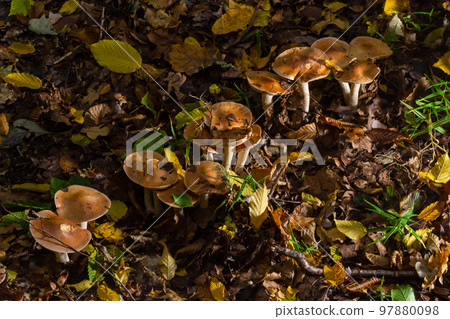 Poison Pie Mushroom Hebeloma crustuliniforme growing through the autumnal leaves Poison Pie Mushroom Hebeloma crustuliniforme growing through the autumnal leaves 97880098