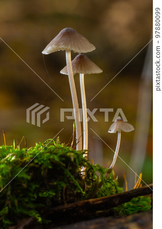 Mushroom Mycena galopus grows on green moss in the forest Mushroom Mycena galopus grows on green moss in the forest 97880099