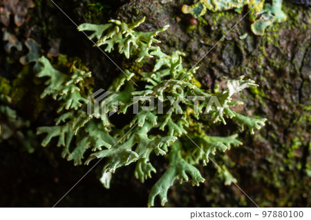 Lichen - Parmotrema reticulatum Growing on fallen log Lichen - Parmotrema reticulatum Growing on fallen log 97880100