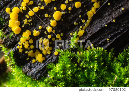 Very small fungus yellow fairy cups or lemon discos, Bisporella citrina, on old wet wood 97880102