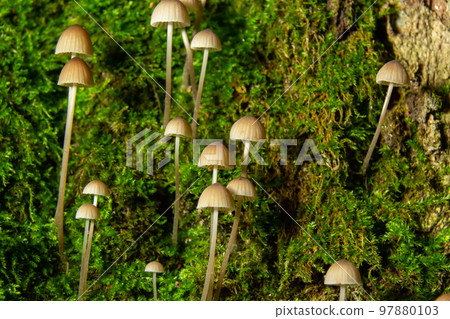 Mushroom Mycena galopus grows on green moss in the forest Mushroom Mycena galopus grows on green moss in the forest 97880103