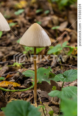 A vertical closeup of a small brown mushroom Conocybe siliginea 97880104