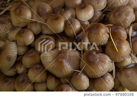 Amicable family of mushrooms with thin legs Clustered bonnet on a green background Mushroom-Mycena inclinata Amicable family of mushrooms with thin legs Clustered bonnet on a green background Mushroom-Mycena inclinata 97880108