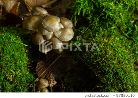 Clustered Bonnet Mycena inclinata growing on a mossy stump Clustered Bonnet Mycena inclinata growing on a mossy stump 97880116