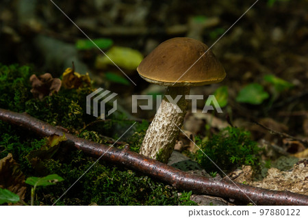 Edible mushroom Leccinum pseudoscabrum in deciduous forest. Known as Hazel Bolete. Wild mushroom growing in the leaves 97880122