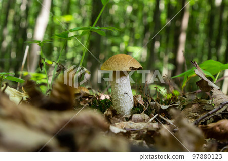 Leccinellum pseudoscabrum mushrooms in the summer. Mushrooms growing in the forest Leccinellum pseudoscabrum mushrooms in the summer. Mushrooms growing in the forest 97880123