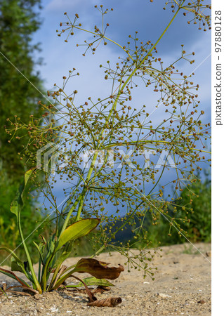 flowers of European water plantain, Alisma plantago aquatica 97880128