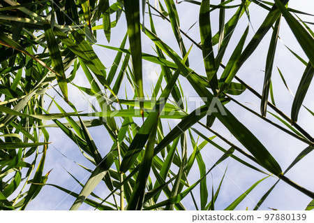 Typha latifolia broadleaf cattail, bulrush, common bulrush, common cattail, great reedmace, cooper's reed, cumbungi is perennial herbaceous plant in genus Typha 97880139