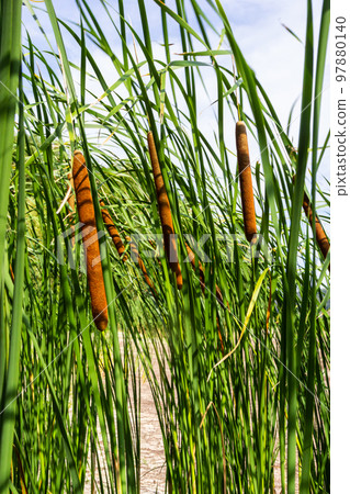 Reed mace plant also known as cat - tail, bulrush, swamp sausage, punks, typha angustifolia 97880140